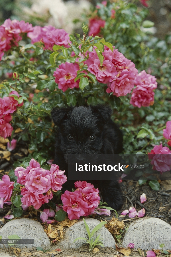 Cachorro Scottish Terrier (Canis familiaris) en la cama de flores en medio de rosas