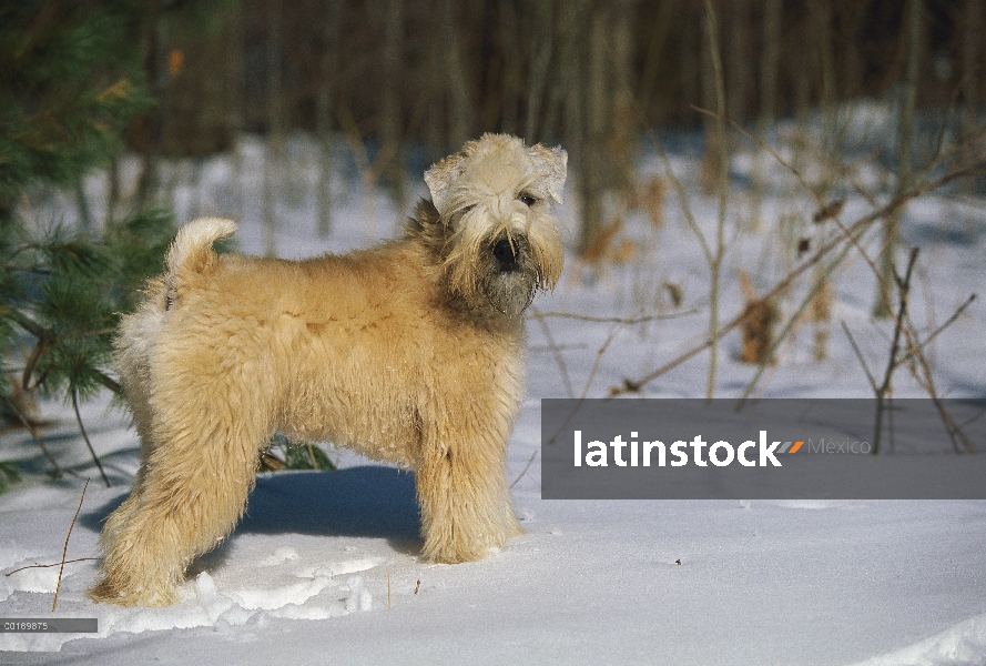 Pie de retrato de Soft Coated Wheaten Terrier (Canis familiaris) en nieve