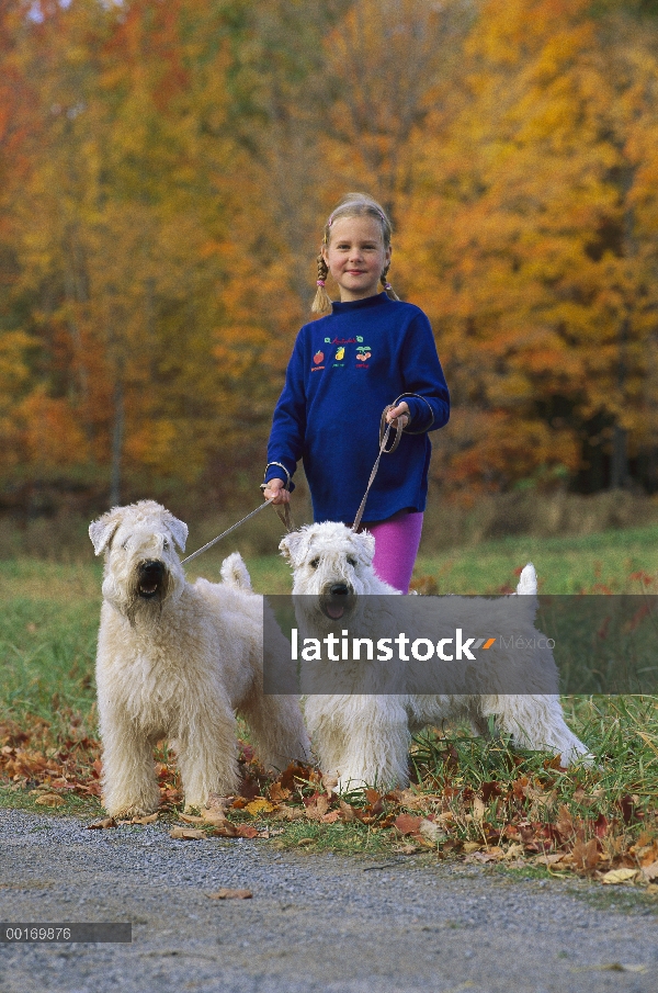 Suave niña Coated Wheaten Terrier (Canis familiaris) tomando par de paseo