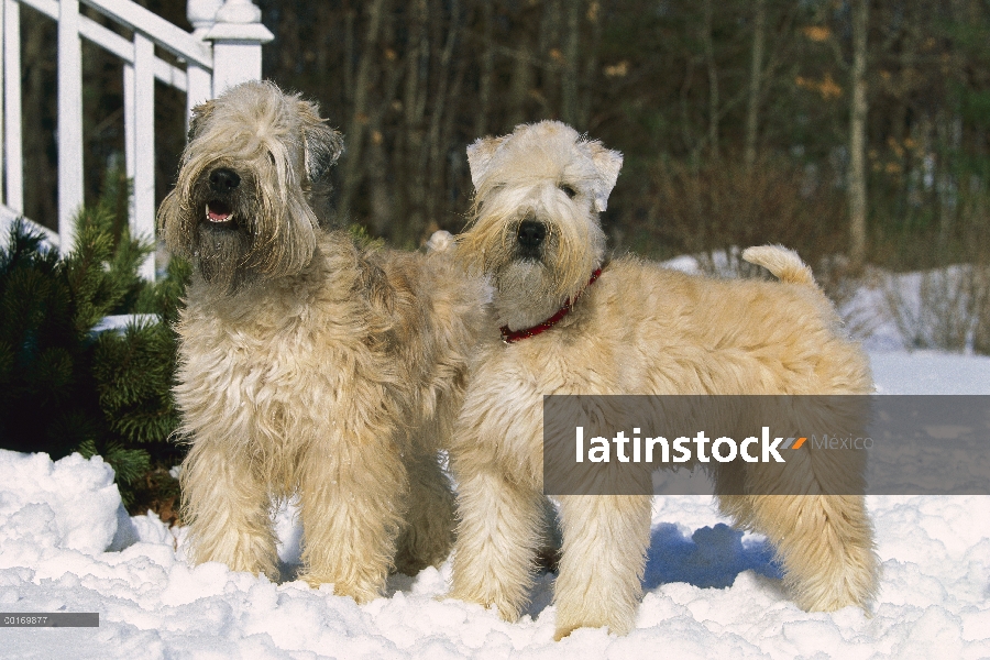 Suave par Coated Wheaten Terrier (Canis familiaris) en la nieve