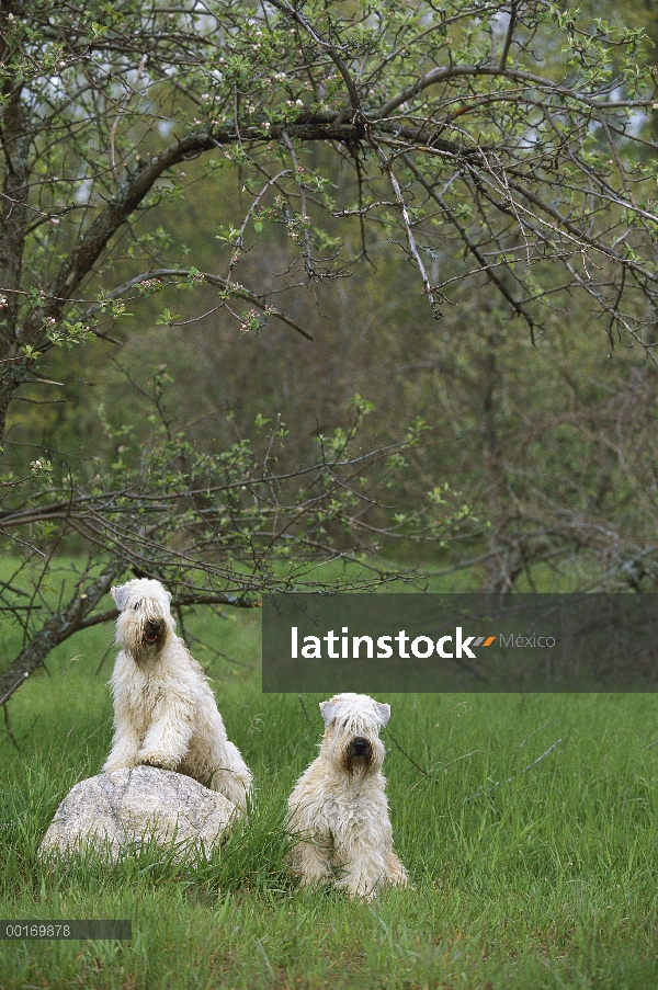 Suave par Coated Wheaten Terrier (Canis familiaris) en campo