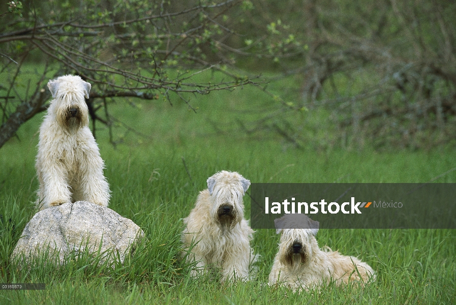 Suave trio Coated Wheaten Terrier (Canis familiaris) en un campo