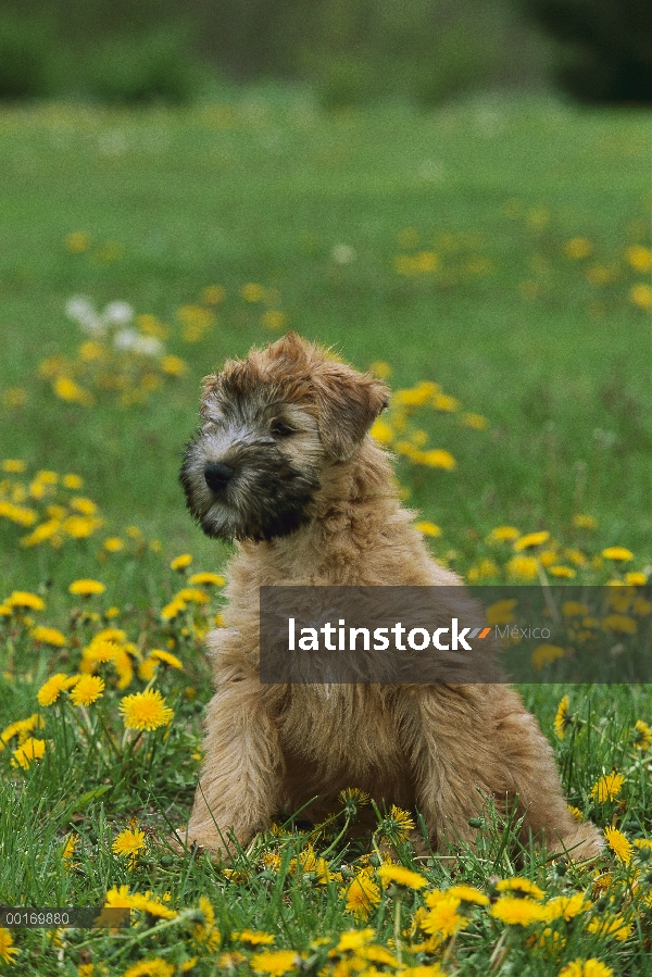 Suave cachorro Coated Wheaten Terrier (Canis familiaris) en un campo de diente de León