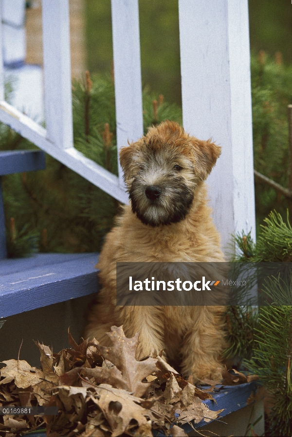 Suave cachorro Coated Wheaten Terrier (Canis familiaris) en escaleras