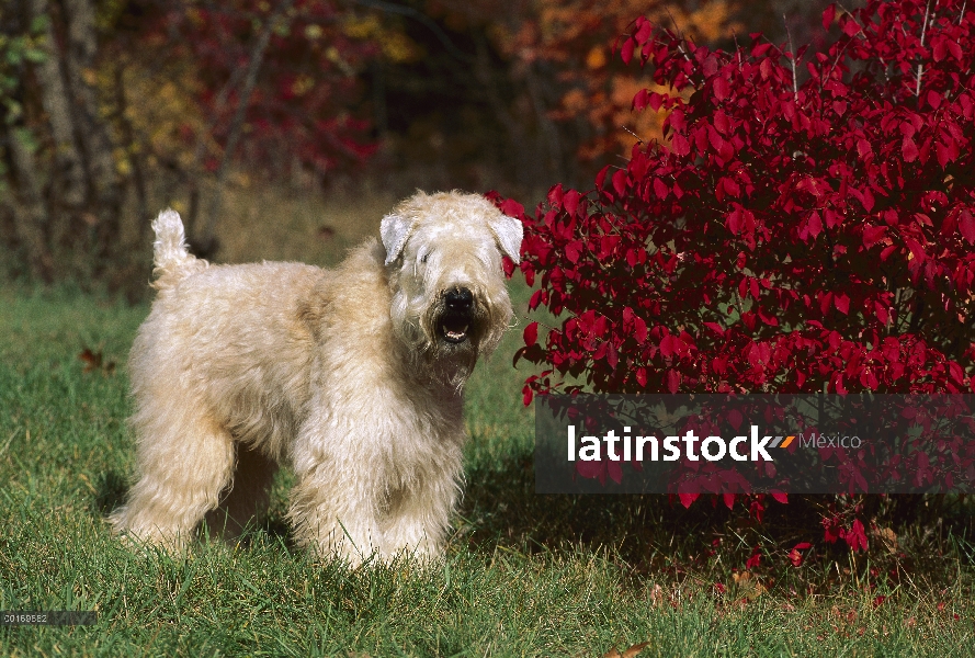 Soft Coated Wheaten Terrier (Canis familiaris) en césped