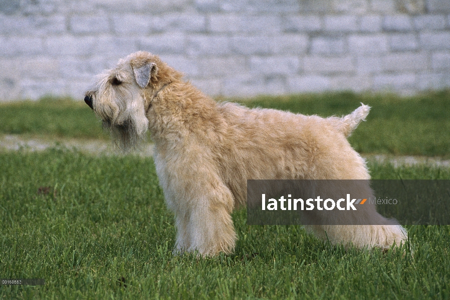 Pie adulto de Soft Coated Wheaten Terrier (Canis familiaris)