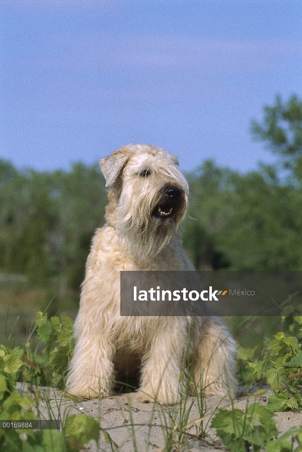 Retrato de Coated Wheaten Terrier (Canis familiaris) suave