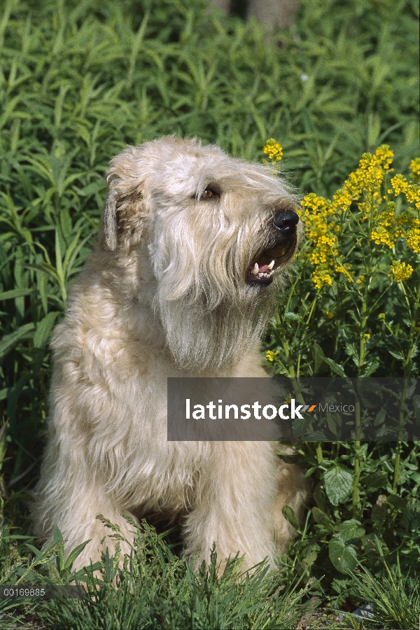 Retrato de Coated Wheaten Terrier (Canis familiaris) suave