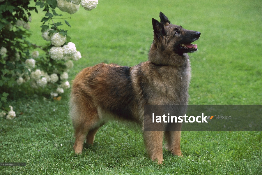 Adulto Belga Tervuren (Canis familiaris)