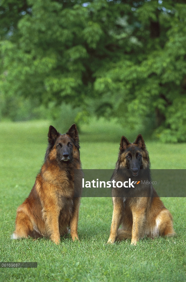 Belga Tervuren (Canis familiaris) par adultos sentados en el césped