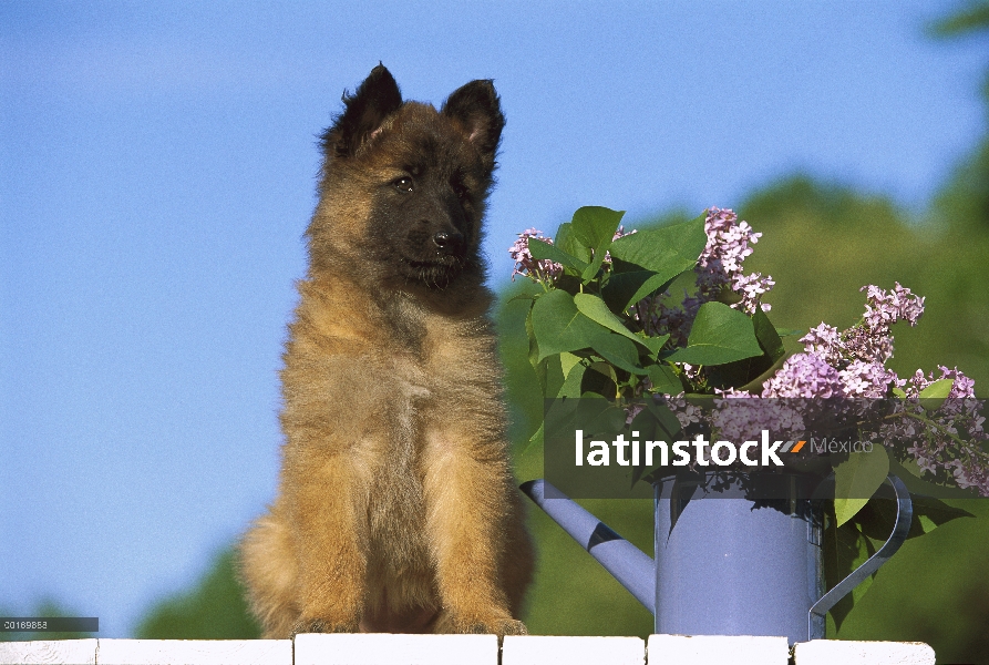 Cachorro Belga Tervuren (Canis familiaris)