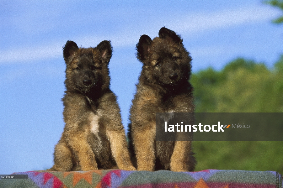 Cachorro Belga Tervuren (Canis familiaris)