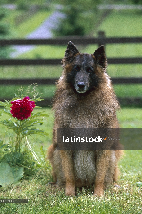 Belga Tervuren (Canis familiaris) adulto sentado en la hierba