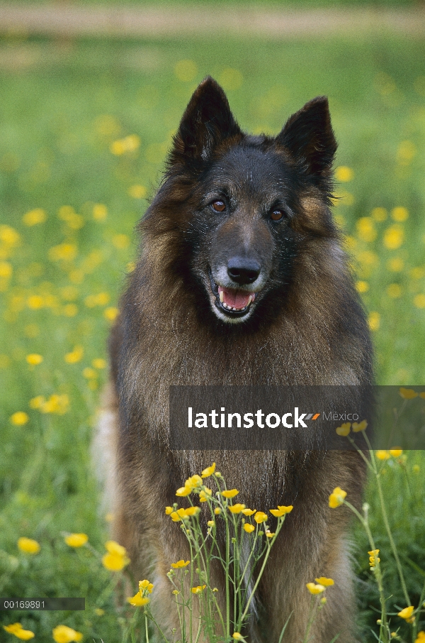 Belga Tervuren (Canis familiaris) retrato de adulto