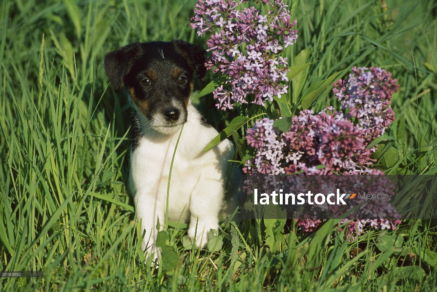 Smooth Fox Terrier (Canis familiaris) cachorro sentado al lado de lilas flores