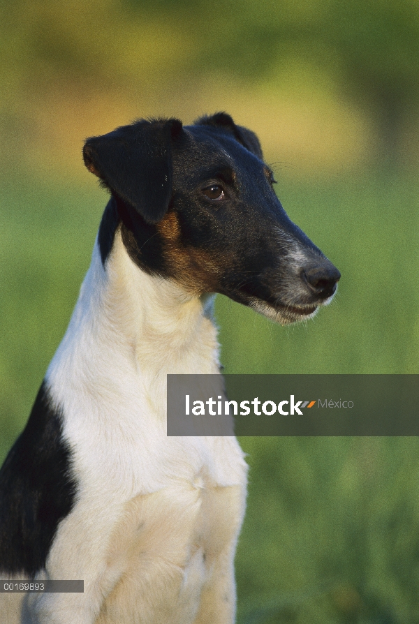 Retrato de Smooth Fox Terrier (Canis familiaris)