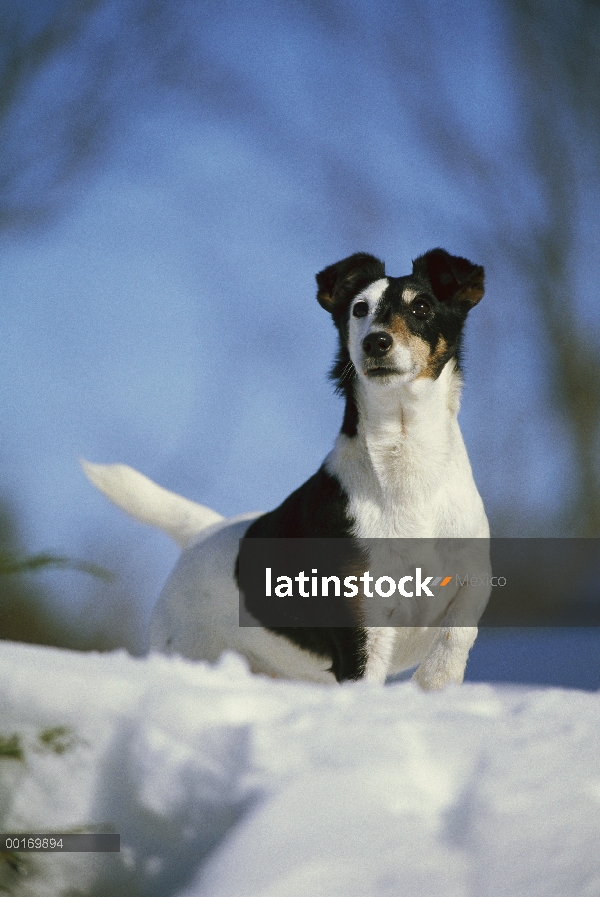 Smooth Fox Terrier (Canis familiaris) en la nieve