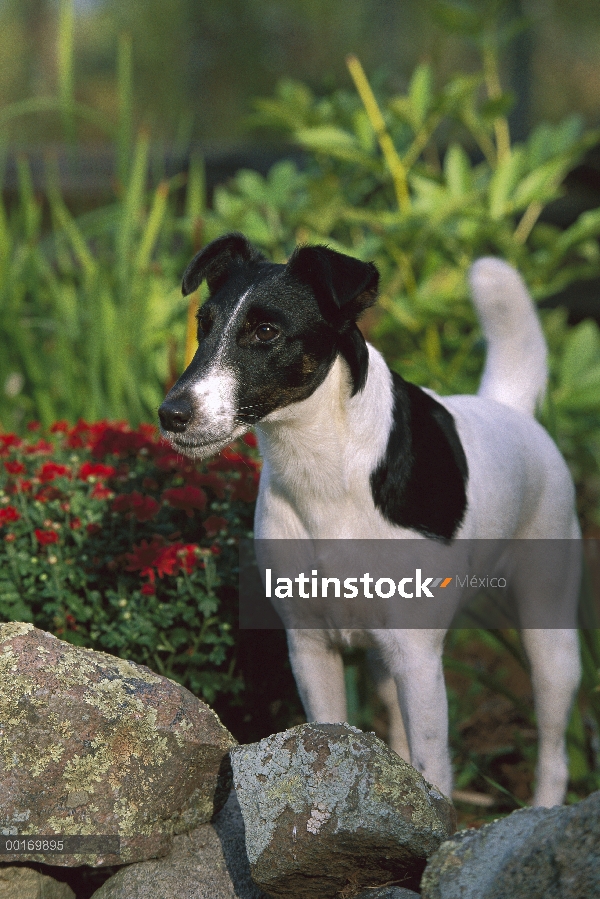 Smooth Fox Terrier (Canis familiaris) adulto en jardín