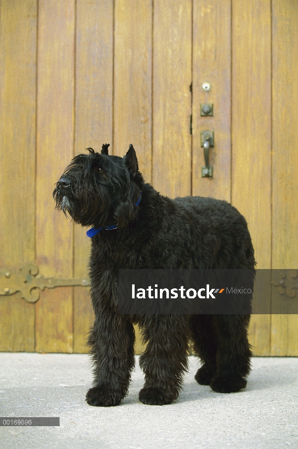 Retrato de Bouvier De Flandres (Canis familiaris)