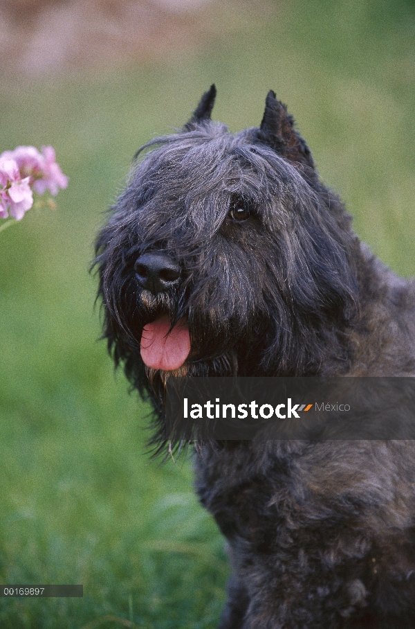 Retrato de Bouvier De Flandres (Canis familiaris)