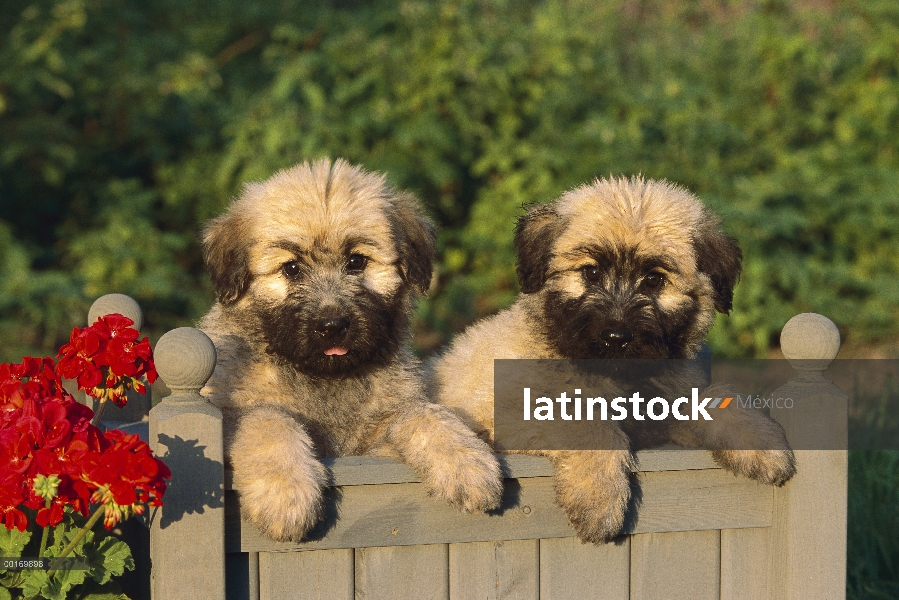 Bouvier De Flandres (Canis familiaris) de cachorro