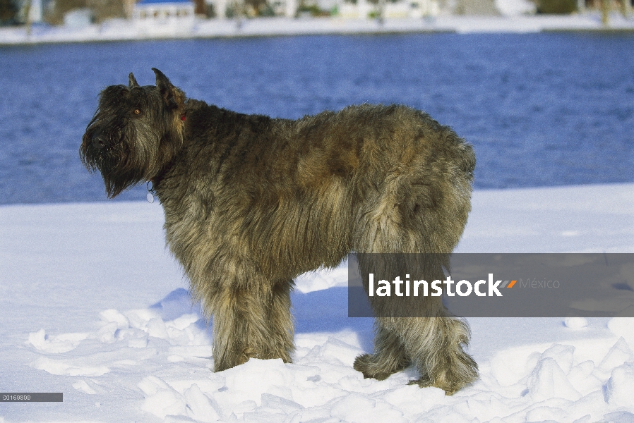 Bouvier De Flandres (Canis familiaris) adulto en nieve