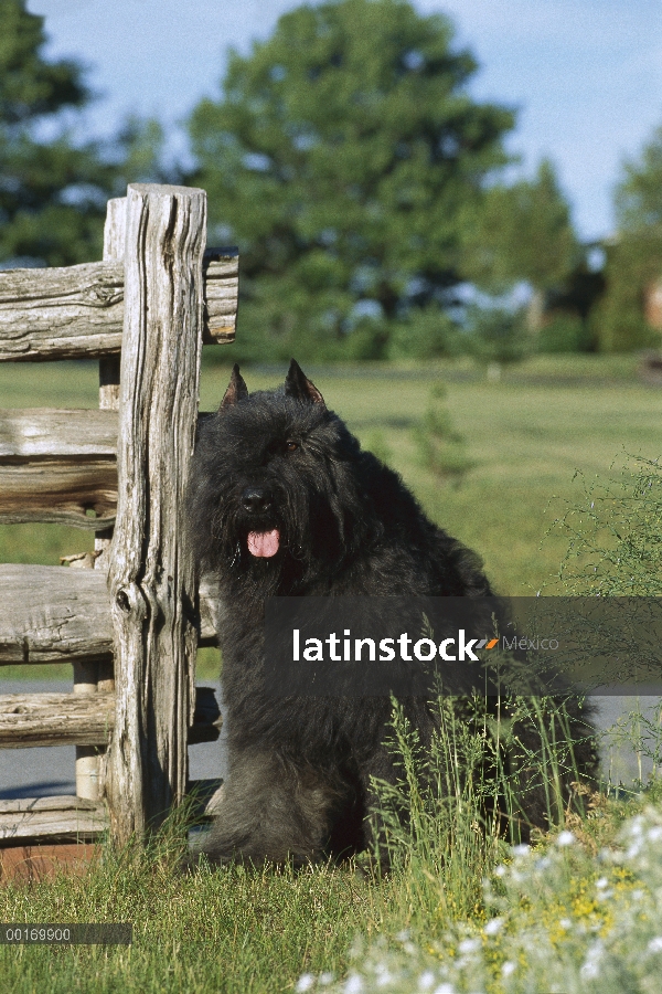 Bouvier De Flandres (Canis familiaris) adulto