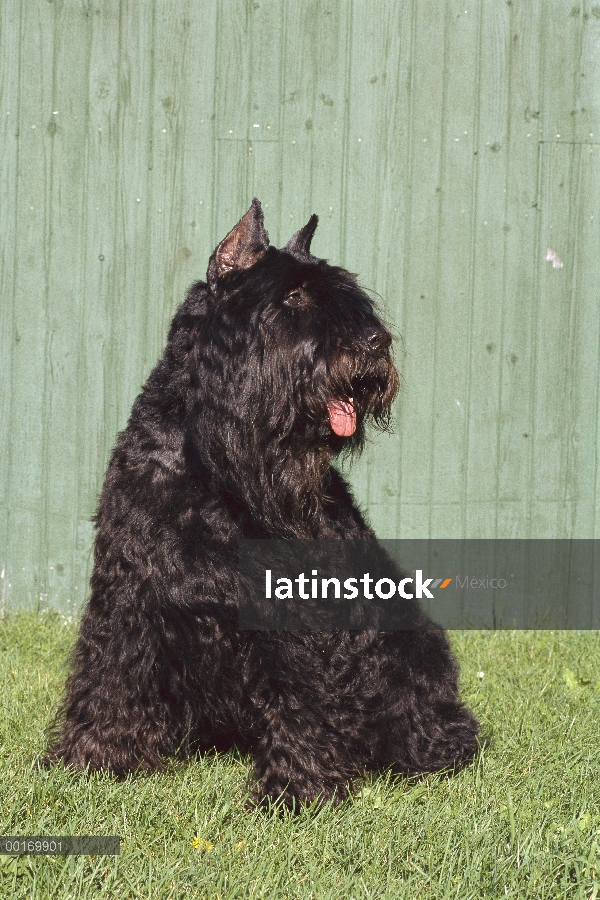 Retrato de Bouvier De Flandres (Canis familiaris) en pasto