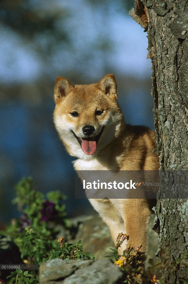 Shiba Inu (Canis familiaris) mirando por detrás del árbol