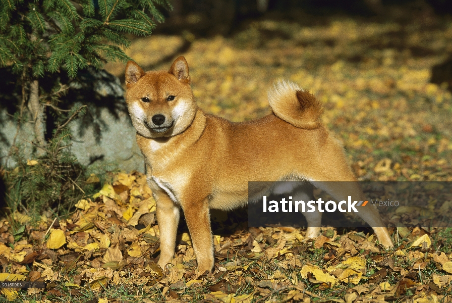 Shiba Inu (Canis familiaris) retrato de adultos en el otoño