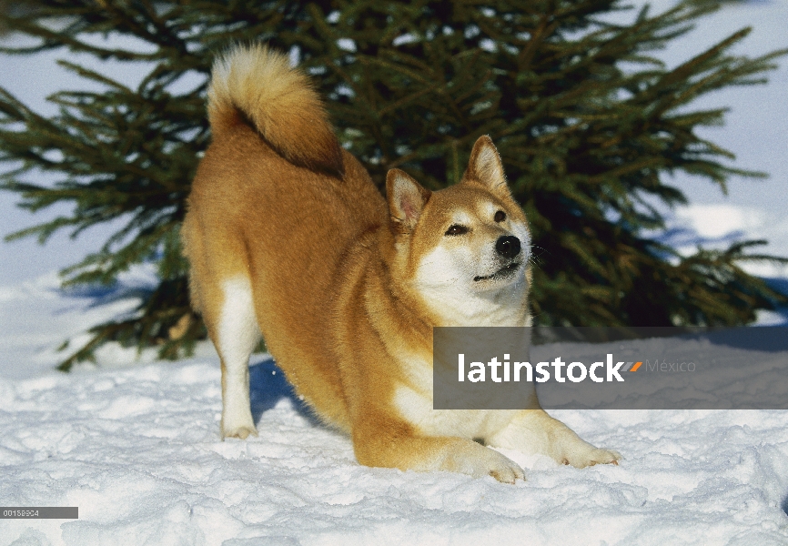 Shiba Inu (Canis familiaris) adulto en posición de juego