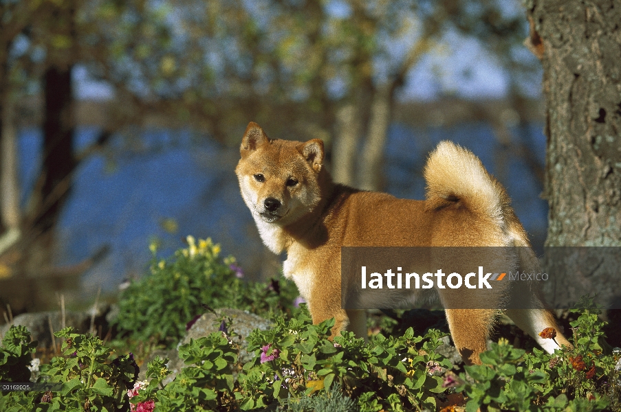 Shiba Inu (Canis familiaris) adulto