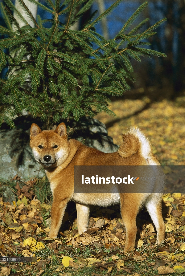 Shiba Inu (Canis familiaris) retrato en otoño las hojas