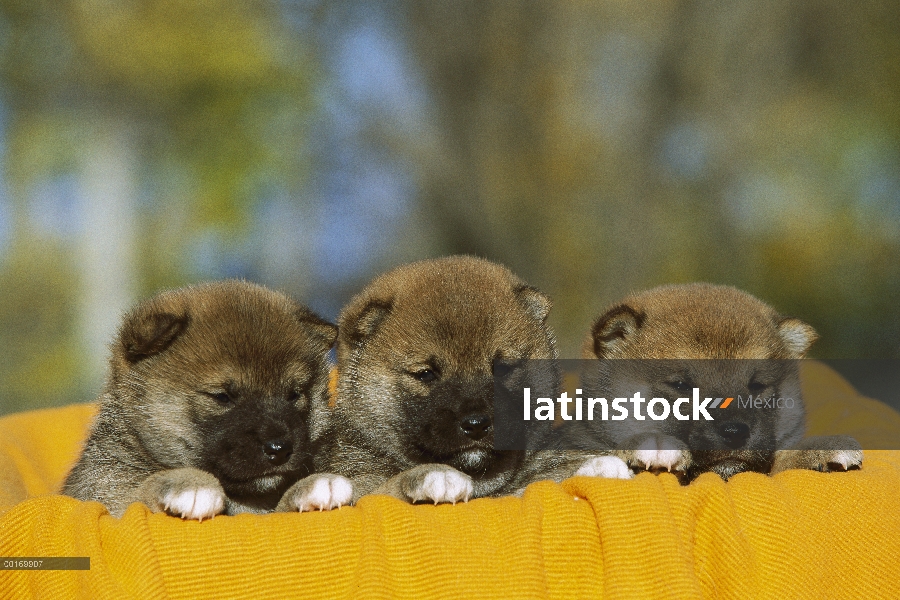 Shiba Inu (Canis familiaris) trío de cachorro