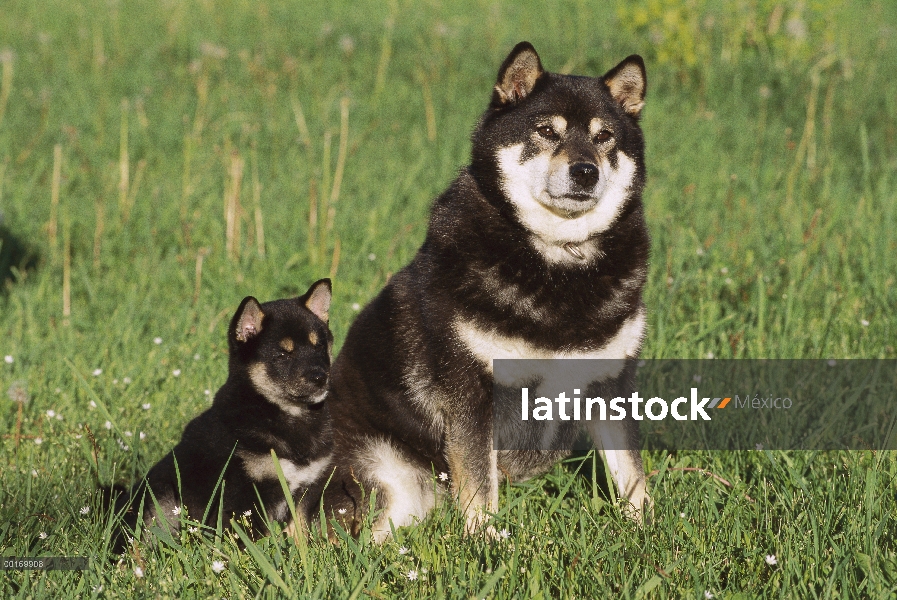 Shiba Inu (Canis familiaris) padres y cachorro