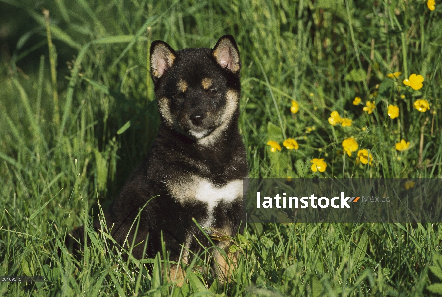 Shiba Inu (Canis familiaris) perrito en pasto