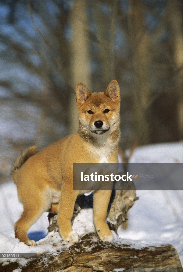 Shiba Inu (Canis familiaris) jóvenes cachorros en la nieve