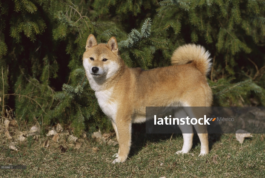 Shiba Inu (Canis familiaris) retrato de adultos