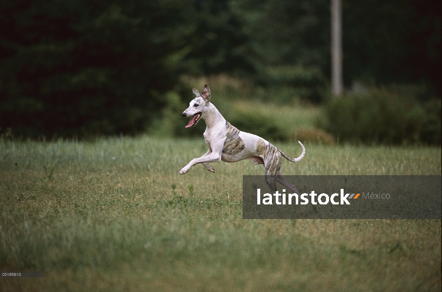 Whippet (Canis familiaris) corriendo por el césped