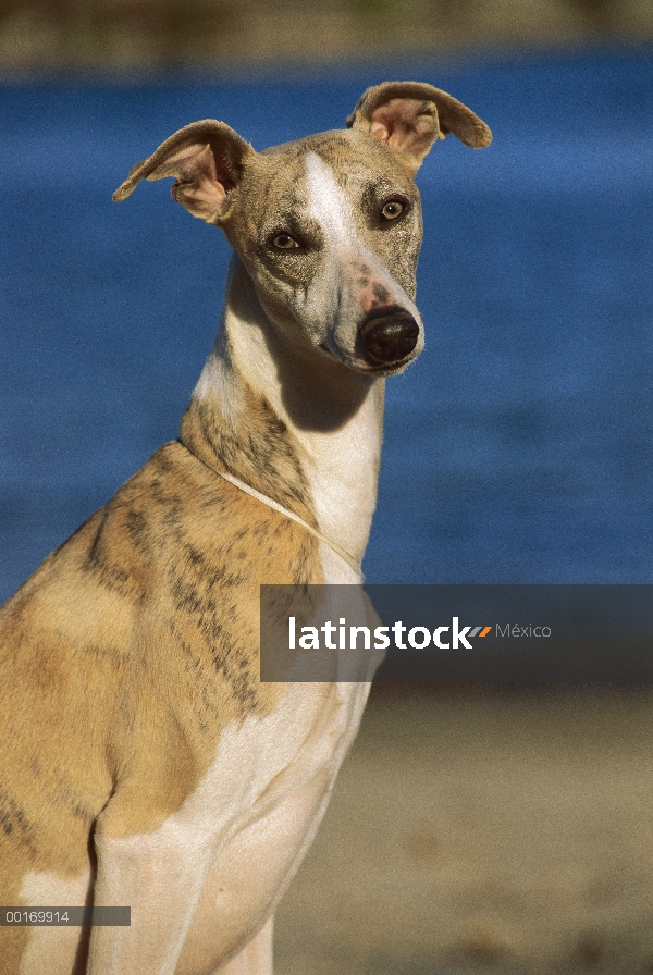 Retrato de Whippet (Canis familiaris)