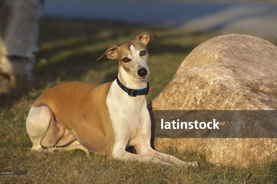 Adulto de Whippet (Canis familiaris) en pasto