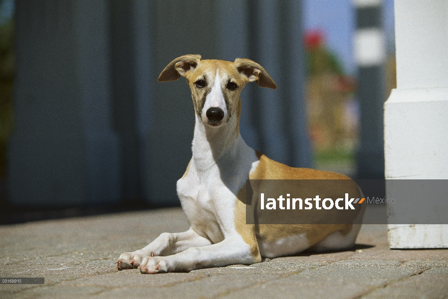 Adulto de Whippet (Canis familiaris) descansando en la cubierta