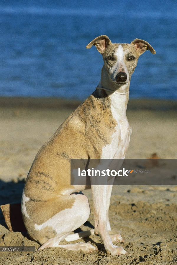 Retrato de Whippet (Canis familiaris) en la playa