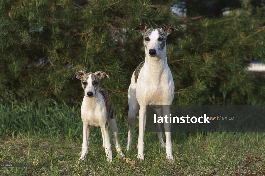 Cachorro y padres whippet (Canis familiaris)