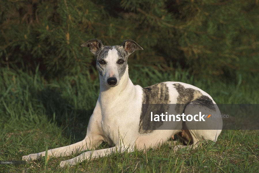 Whippet (Canis familiaris) en pasto