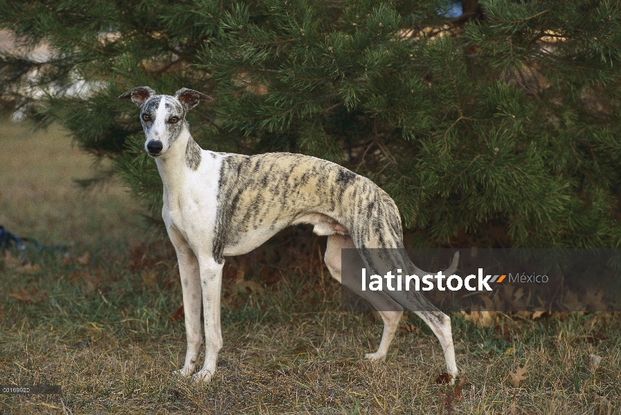 Retrato de macho de Whippet (Canis familiaris)