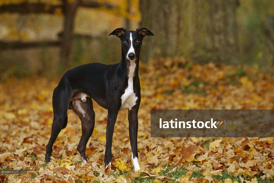 Whippet (Canis familiaris) en hojas caídas de otoño