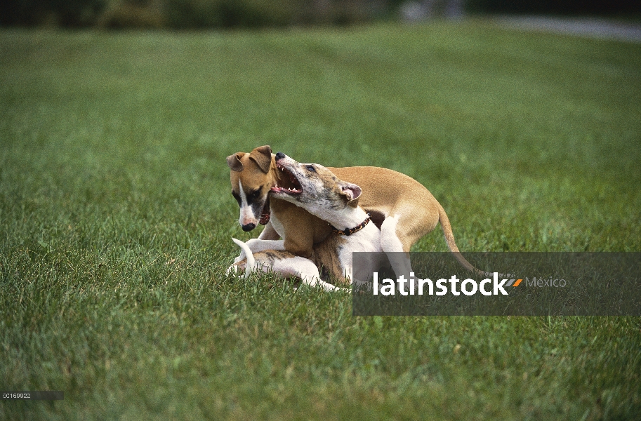 Par de cachorro de Whippet (Canis familiaris) jugando