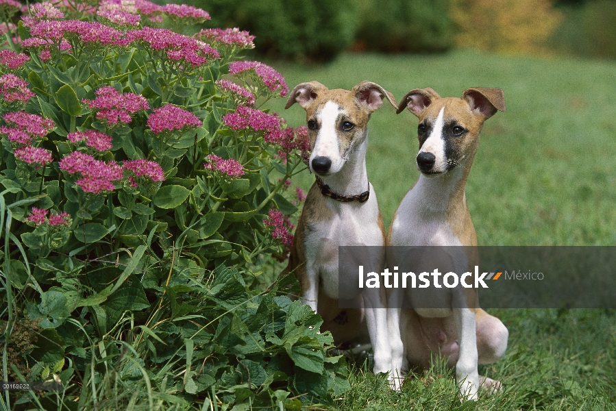 Par de cachorro de Whippet (Canis familiaris) sentado al lado de flores del jardín