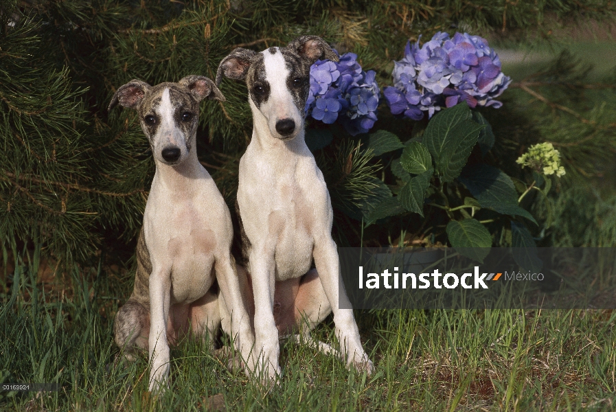 Par de cachorro de Whippet (Canis familiaris) sentado por arbusto de hortensias